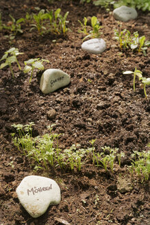 Garten mit gemischtem Gemüsebeet - ONF000575