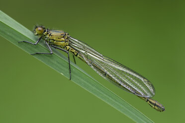 Red-eyed damselfly, Erythromma najas, sitting on blade of grass in front of green background - MJOF000402