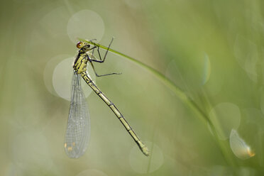 Red-eyed damselfly, Erythromma najas, hanging at blade of grass - MJOF000404