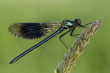 Banded demoiselle, Calopteryx splendens, sitting on grass in front of green background - MJOF000406