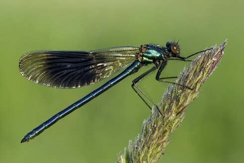 Gebänderte Gemse, Calopteryx splendens, sitzend im Gras vor grünem Hintergrund - MJOF000406