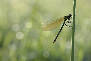 Banded demoiselle, Calopteryx splendens, hanging at blade of grass in front of green background - MJOF000407