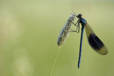 Banded demoiselle, Calopteryx splendens, hanging at grass in front of green background - MJOF000408