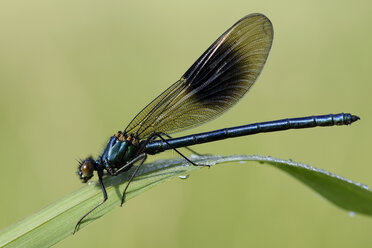 Banded demoiselle, Calopteryx splendens, sitting on grass in front of green background - MJOF000409