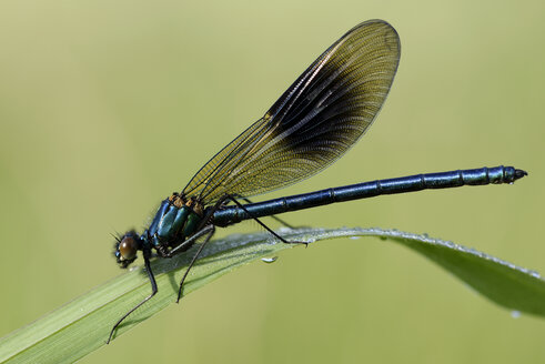 Gebänderte Gemse, Calopteryx splendens, sitzend im Gras vor grünem Hintergrund - MJOF000409