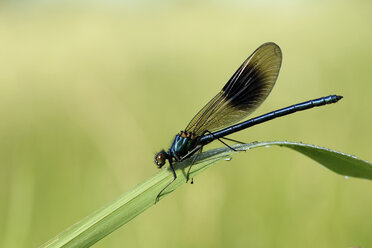 Banded demoiselle, Calopteryx splendens, sitting on grass in front of green background - MJOF000410