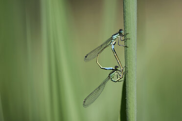 Zwei gemeine blaue Libellen, Enallagma cyathigerum, hängen an einem Grashalm vor einem grünen Hintergrund - MJOF000411