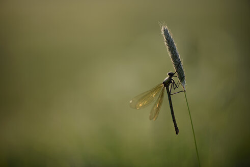 Gebänderte Gänseblümchen, Calopteryx splendens, hängen im Gras - MJOF000412