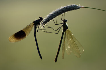 Zwei gebänderte Demoisellen, Calopteryx splendens, hängen in der Abenddämmerung im Gras - MJOF000413