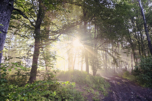 Germany, North Rhine-Westphalia, Forest, Morning mist and sunrise - ONF000561