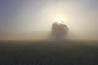 Germany, North Rhine-Westphalia, Tree and meadow, Morning mist and sunrise - ON000563