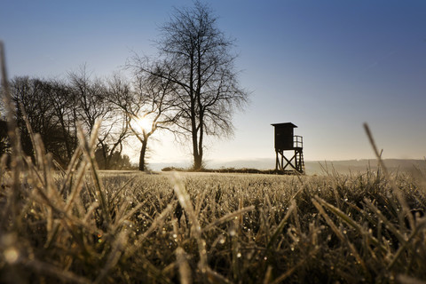 Deutschland, Nordrhein-Westfalen, Bergisches Land, Hochsitz bei Morgennebel und Morgentau auf Grashalmen, lizenzfreies Stockfoto