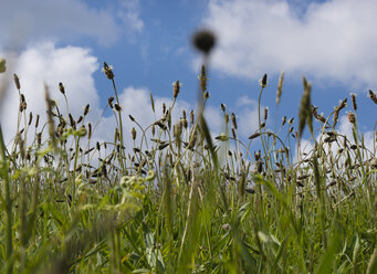 France, Bretagne, Cap Sizun, flower meadow in spring - JBF000117