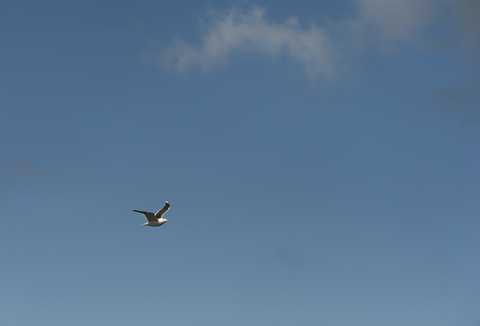 Fliegende Heringsmöwe, Larus argentatus, lizenzfreies Stockfoto