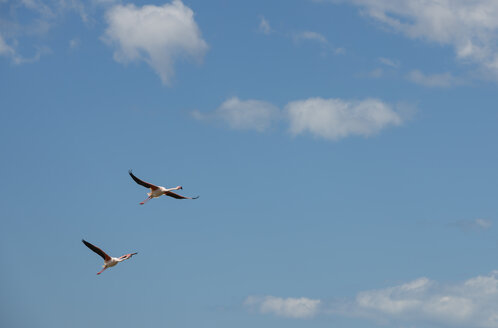 Frankreich, Provence Alpes Cote d'Azur, Camargue, zwei fliegende Flamingos, Phoenicopterus roseus - JBF000123