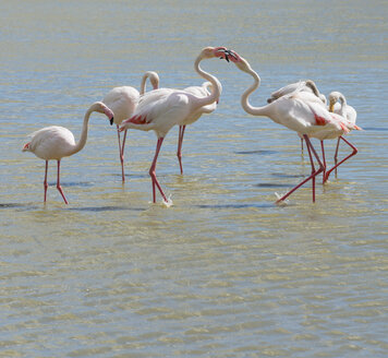 Frankreich, Provence Alpes Cote d'Azur, Camargue, interagierende Flamingos, Phoenicopterus roseus - JBF000126