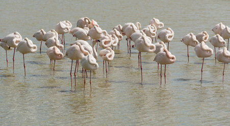 France, Camargue, greater flamingos in water stock photo