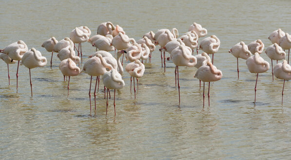 Frankreich, Provence Alpes Cote d'Azur, Camargue, schlafende Flamingos, Phoenicopterus roseus - JBF000127