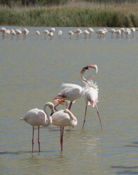 Frankreich, Provence Alpes Cote d'Azur, Camargue, interagierende Flamingos, Phoenicopterus roseus - JBF000129