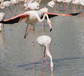 Frankreich, Provence Alpes Cote d'Azur, Camargue, sich paarende Flamingos, Phoenicopterus roseus - JBF000130