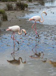 Frankreich, Provence Alpes Cote d'Azur, Camargue, zwei Flamingos, Phoenicopterus roseus, Spaziergang in sumpfiger Landschaft - JBF000131
