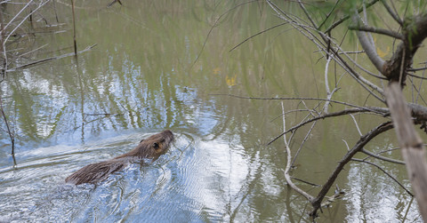 France, Provence Alpes Cote d'Azur, Camargue, swimming Eurasian beaver, Castor fiber stock photo