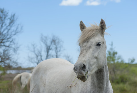 France, Provence Alpes Cote d'Azur, Camargue, Camargue horse eating grass stock photo