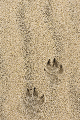 Frankreich, Aquitanien, Gironde, Pyla sur Mer, Dune du Pilat, Fußabdrücke eines Hundes, lizenzfreies Stockfoto