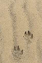 Frankreich, Aquitanien, Gironde, Pyla sur Mer, Dune du Pilat, Fußabdrücke eines Hundes - JBF000109