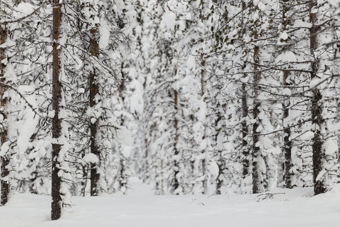 Skandinavien, Finnland, Kittilaentie, Wald, Schneebedeckte Bäume im Winter - SR000532