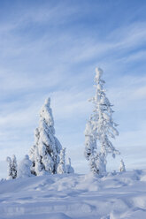 Scandinavia, Finland, Rovaniemi, Trees in wintertime - SR000534