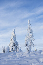 Skandinavien, Finnland, Rovaniemi, Bäume im Winter - SR000534