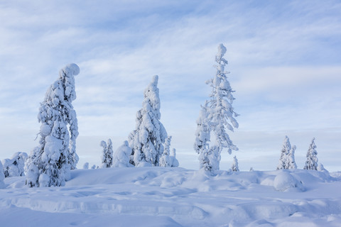 Skandinavien, Finnland, Rovaniemi, Bäume im Winter, lizenzfreies Stockfoto