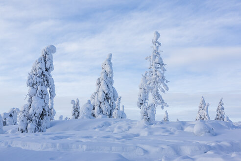 Skandinavien, Finnland, Rovaniemi, Bäume im Winter - SR000535