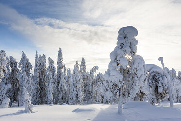 Skandinavien, Finnland, Rovaniemi, Wald, Bäume im Winter gegen die Sonne - SR000536