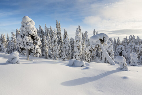 Skandinavien, Finnland, Rovaniemi, Wald, Bäume im Winter gegen die Sonne - SR000537