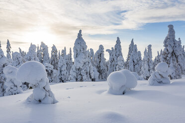 Scandinavia, Finland, Rovaniemi, Forest, Trees in wintertime against the sun - SR000538