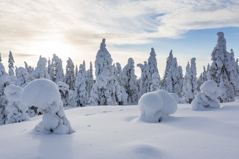 Skandinavien, Finnland, Rovaniemi, Wald, Bäume im Winter gegen die Sonne - SR000538