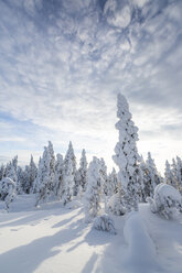 Scandinavia, Finland, Rovaniemi, Forest, Trees in wintertime against the sun - SR000539