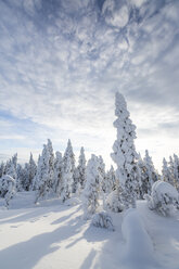 Skandinavien, Finnland, Rovaniemi, Wald, Bäume im Winter gegen die Sonne - SR000539