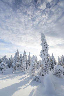 Skandinavien, Finnland, Rovaniemi, Wald, Bäume im Winter gegen die Sonne - SR000539