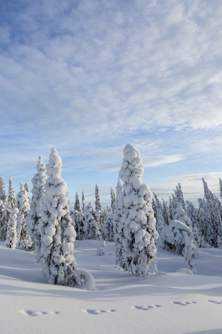 Skandinavien, Finnland, Rovaniemi, Bäume im Winter, lizenzfreies Stockfoto