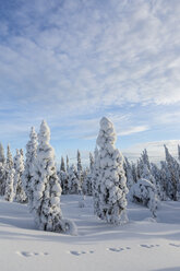 Scandinavia, Finland, Rovaniemi, Trees in wintertime - SR000540