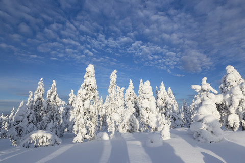 Skandinavien, Finnland, Rovaniemi, Bäume im Winter, lizenzfreies Stockfoto