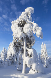 Scandinavia, Finland, Rovaniemi, Tree in wintertime - SR000542