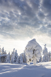 Scandinavia, Finland, Rovaniemi, Trees in wintertime - SR000543