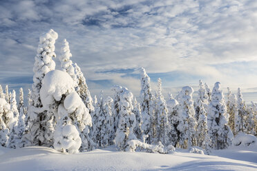 Scandinavia, Finland, Rovaniemi, Trees in wintertime - SR000544