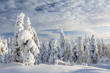 Skandinavien, Finnland, Rovaniemi, Bäume im Winter - SR000544