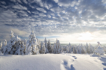 Scandinavia, Finland, Rovaniemi, Trees in wintertime, Footmarks, Against the sun - SR000546