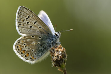 Common blue, Polyommatus icarus, sitting on blossom - MJOF000415